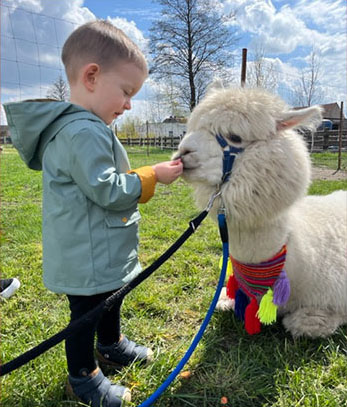 Alpakoterapie