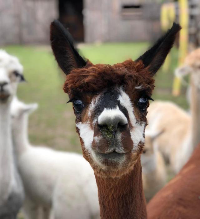 alpakomaniatarchalin.pl