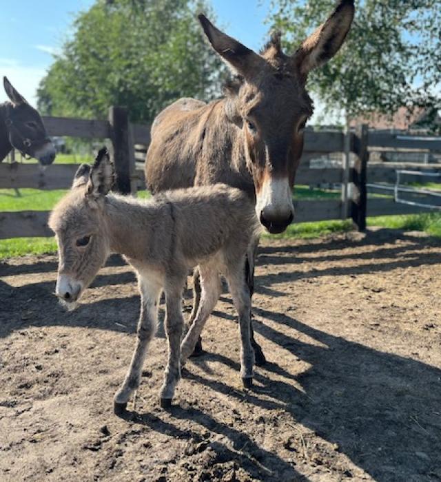 alpakomaniatarchalin.pl